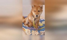 吃瓜的二狗子,揭秘娱乐圈幕后真相