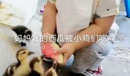小鸡在吃瓜