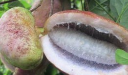 瓜宝吃八月瓜,瓜宝的八月瓜美食之旅