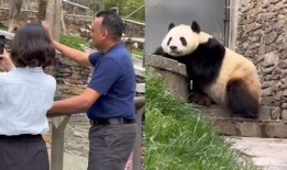 虎妞带你吃新瓜,虎妞带你探秘新瓜美食之旅