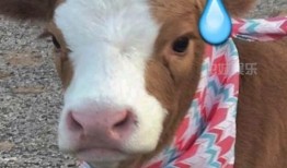 抖音熊吃瓜,揭秘网络红人的幕后故事