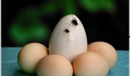 强盗吃瓜,一场荒诞的强盗与瓜农的较量