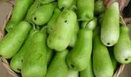 吃瓜子的葫芦瓜