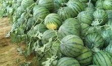 吃瓜中心网最热的瓜,揭秘最热瓜背后的惊人真相！