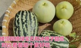 什么瓜吃种子好吃,揭秘哪些瓜的种子最可口