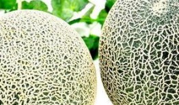 吃哈密瓜教程,美味营养一步到位