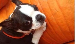 小狗可以吃洋瓜