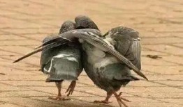 带你吃瓜讲哥斯拉,带你吃瓜探秘巨兽的传奇之旅