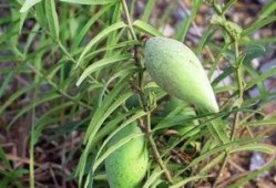 吃小梢瓜,夏日清新美食，健康养生新选择
