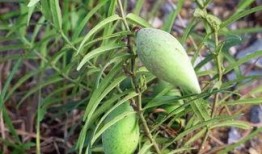 吃小梢瓜,夏日清新美食，健康养生新选择