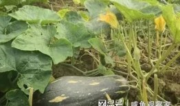 专吃种子的瓜,专吃种子的瓜的奇妙世界