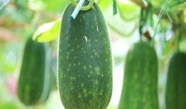 熟透的瓜和生瓜怎么吃的,探索瓜果的多样食法