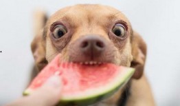 小狗可以吃洋瓜