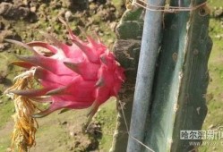 赏花吃瓜啦,畅游春日美好时光