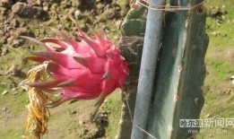 赏花吃瓜啦,畅游春日美好时光