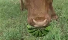 牛牛直播间吃瓜,吃瓜群众的热闹盛宴