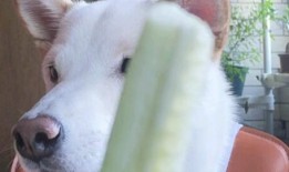 吃瓜博主虎子,带你领略娱乐圈幕后风云