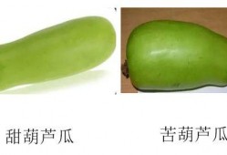 吃瓜子的葫芦瓜