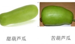 吃瓜子的葫芦瓜