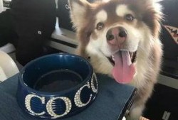 娱乐吃瓜酱安乐狗狗,娱乐吃瓜酱的温馨故事