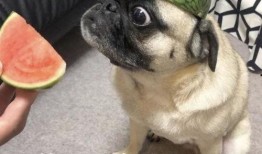 吐槽吃瓜表情包,吐槽笑料，一网打尽