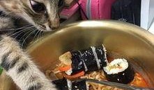 猫猫吃瓜群众,猫猫视角下的吃瓜群众众生相