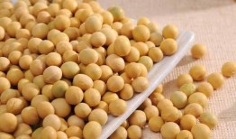 小黄豆pk吃瓜,小黄豆与吃瓜的趣味对决