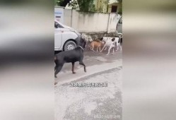 黑狗吃瓜视频,揭秘网络热点的背后真相