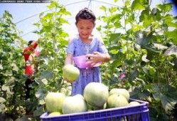 五里铺吃瓜,探寻夏日里的市井风情与人间烟火