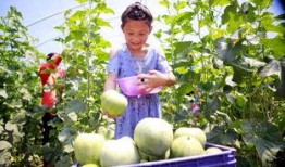 五里铺吃瓜,探寻夏日里的市井风情与人间烟火