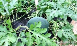 韩村吃瓜,揭秘乡村生活趣味瞬间