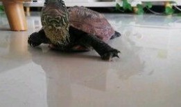 吃瓜的小乌龟,趣味横生的夏日时光