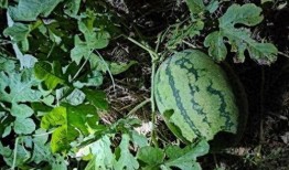 吃瓜事件网红瓜六,揭秘网红吃瓜背后的故事与真相