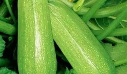 吃瓜饿,探寻美食与饥饿的完美邂逅