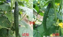 花花和叶吃瓜,瓜田里的欢乐时光