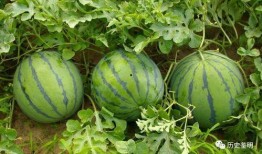光遇吃瓜得瓜,吃瓜得瓜，瓜果飘香之旅