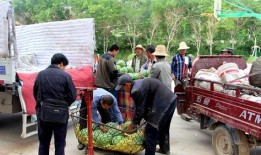 凤岭吃瓜群众事迹,见证时代变迁的民间观察者