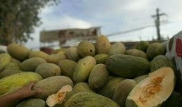 五里铺吃瓜,探寻夏日里的市井风情与人间烟火