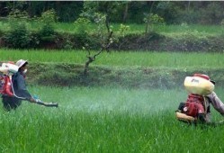 吃瓜 者被农药吃死了视频,吃瓜者不幸中毒身亡，警示食品安全不容忽视