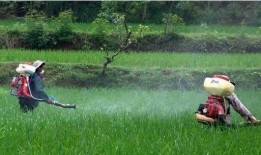 吃瓜 者被农药吃死了视频,吃瓜者不幸中毒身亡，警示食品安全不容忽视