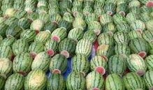 梦见帮别人摘八角瓜吃瓜,助人摘瓜共享甘甜