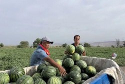 吃瓜地基,探寻网络热议背后的真相与奥秘