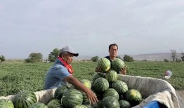 吃瓜地基,探寻网络热议背后的真相与奥秘