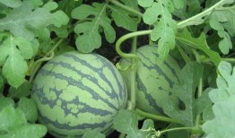 蓝牙吃瓜结局,揭秘科技圈的甜蜜误会