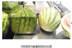 夜南京吃瓜,揭秘这座古都的“吃瓜”风情