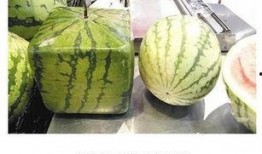 夜南京吃瓜,揭秘这座古都的“吃瓜”风情