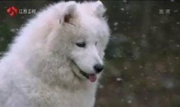 吃瓜的白鼠,揭秘动物界的八卦风云