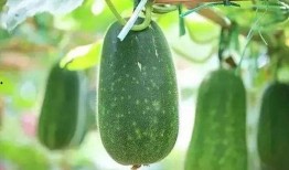 专吃种子的瓜,专吃种子的瓜的奇妙世界