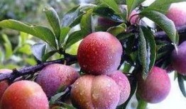 李黑李子吃瓜,揭秘娱乐圈幕后故事