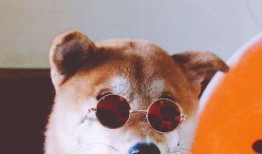 吃瓜的二狗子,揭秘娱乐圈幕后真相